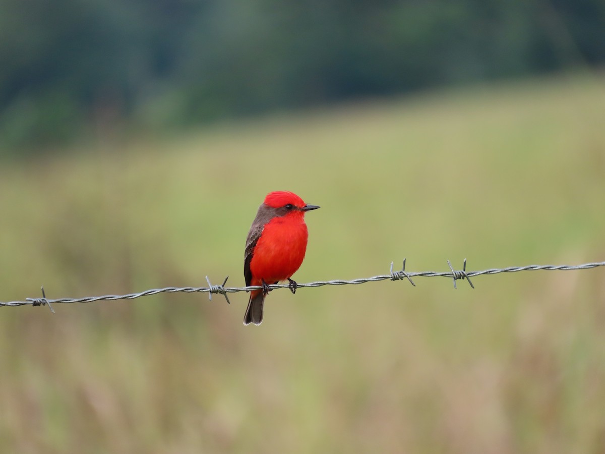 Vermilion Flycatcher - ML646812799