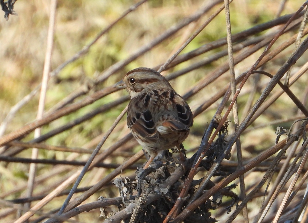 Song Sparrow - ML646812800