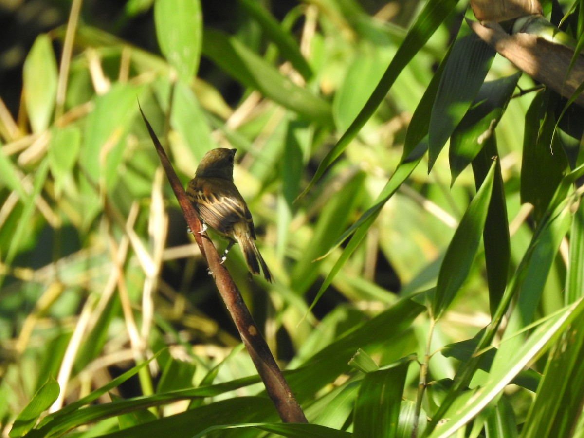 Weißbindenbekarde - ML646812802