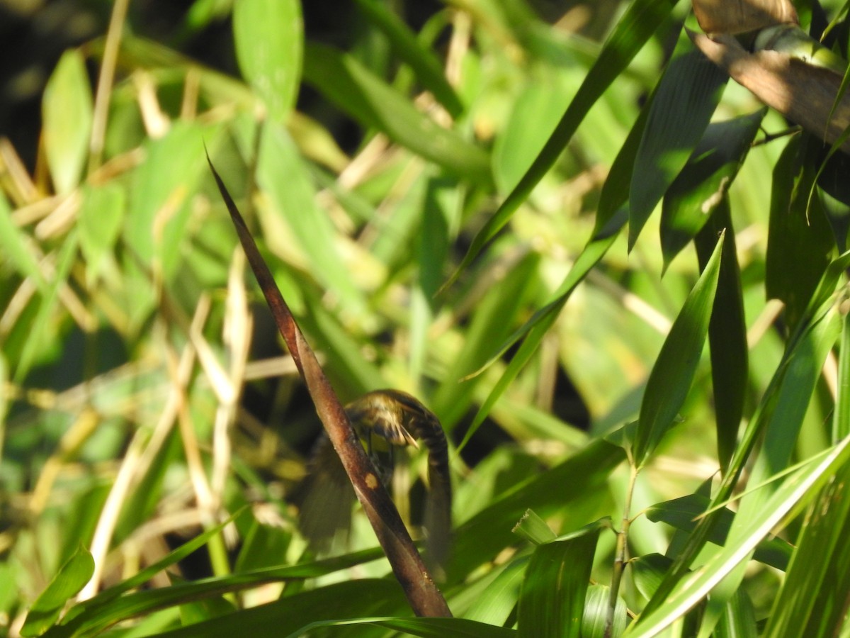 Weißbindenbekarde - ML646812803