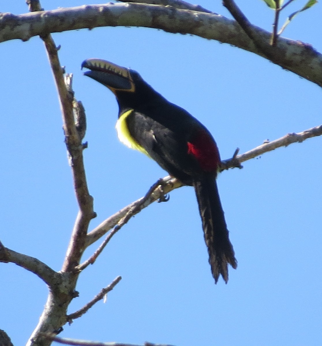 Lettered Aracari - ML646812806