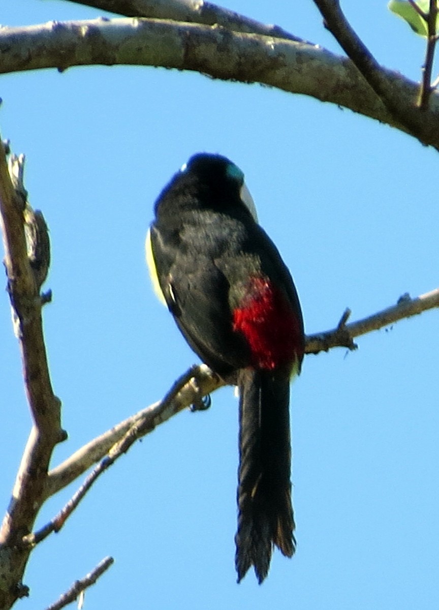 Lettered Aracari - ML646812807