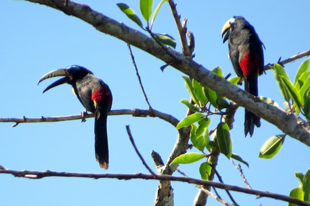 Lettered Aracari - ML646812808