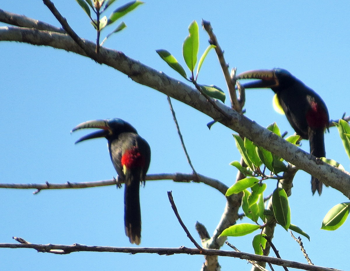 Lettered Aracari - ML646812809