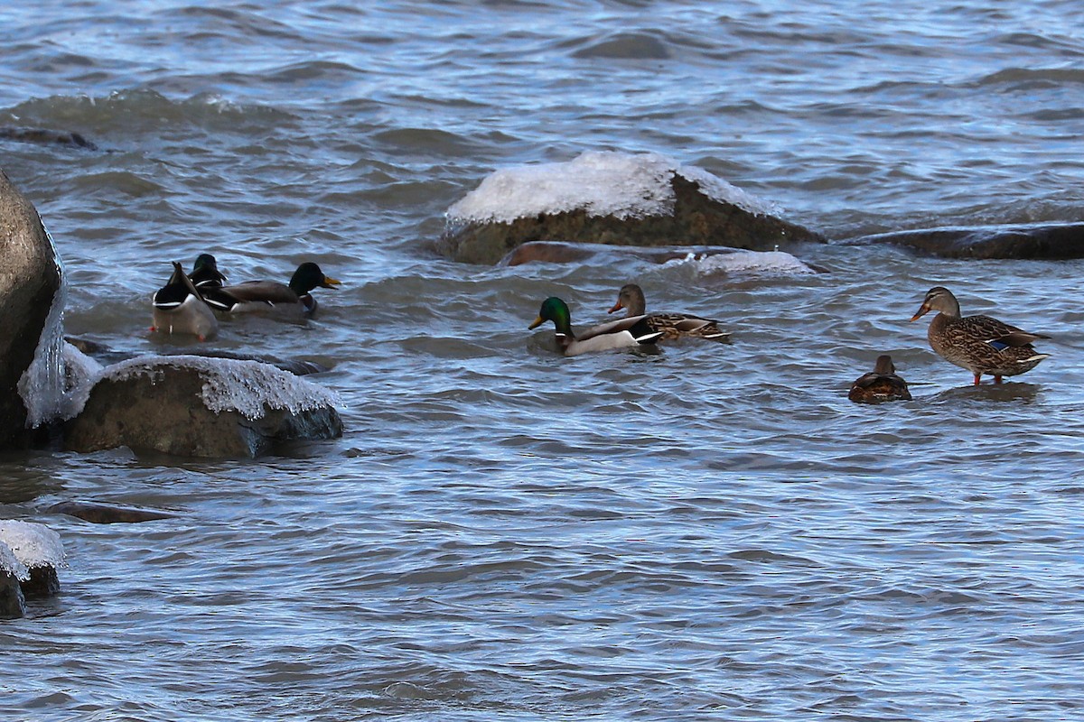 Mallard - ML646812810