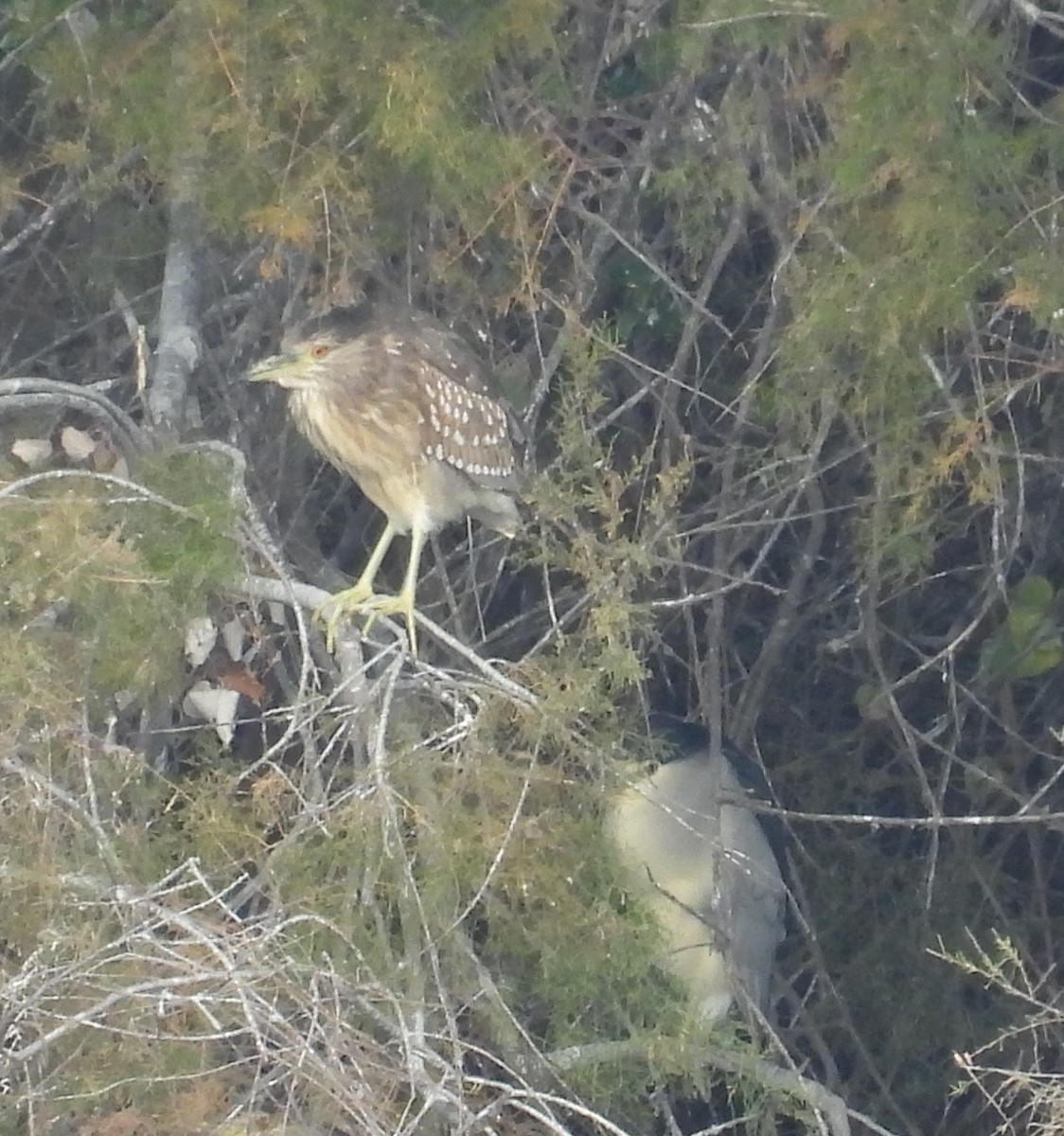 אנפת לילה - ML646812812