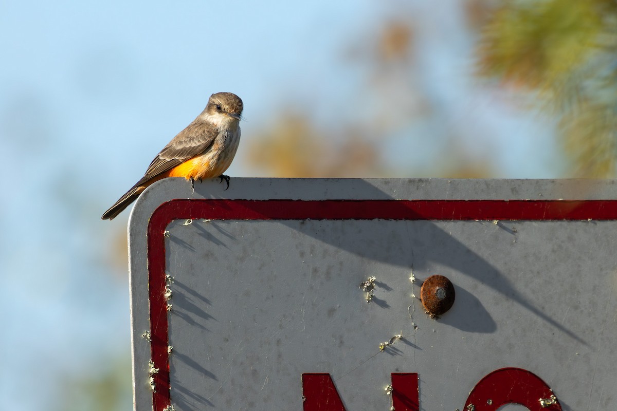 Москверо вогнистий - ML646812813