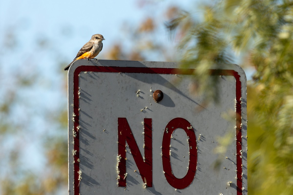 Москверо вогнистий - ML646812814