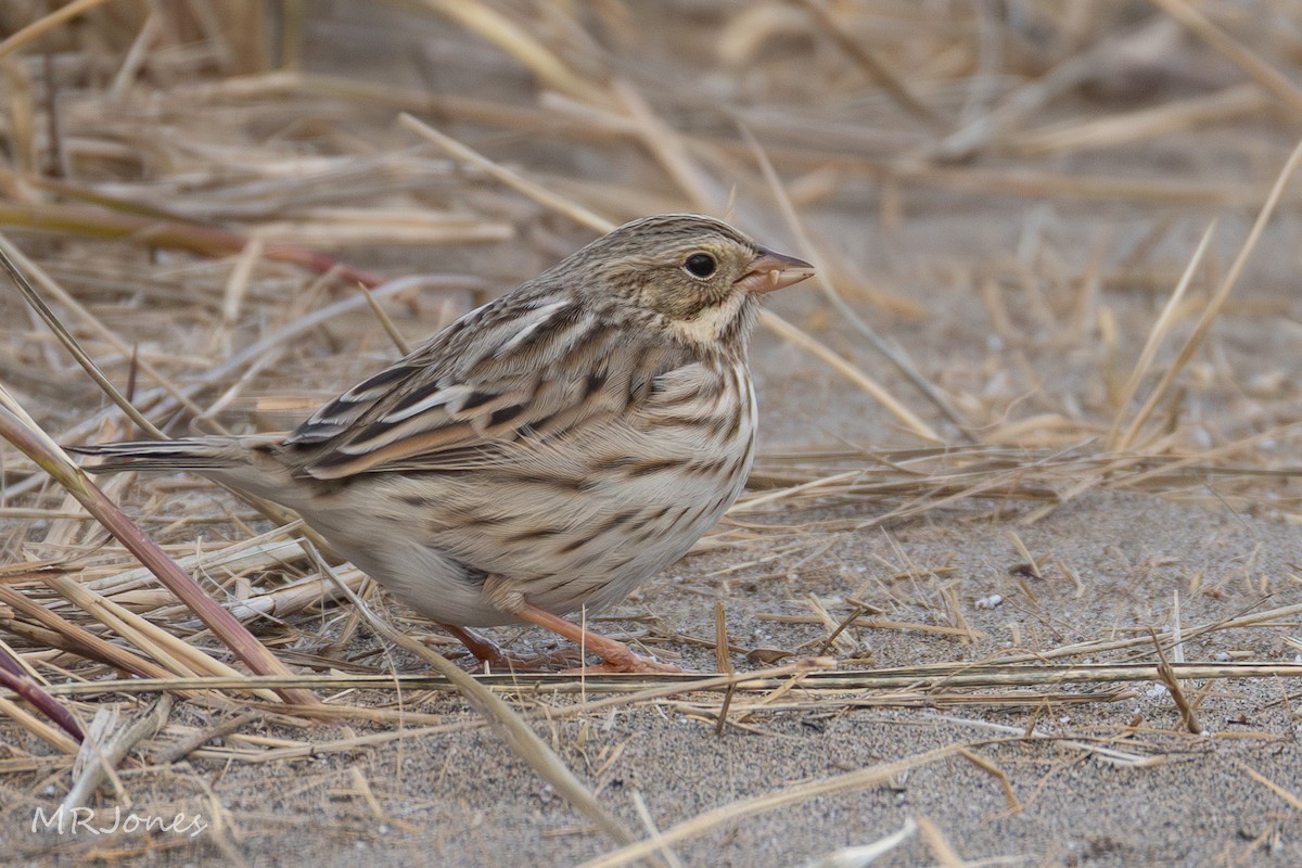 Savannah Sparrow - ML646812819