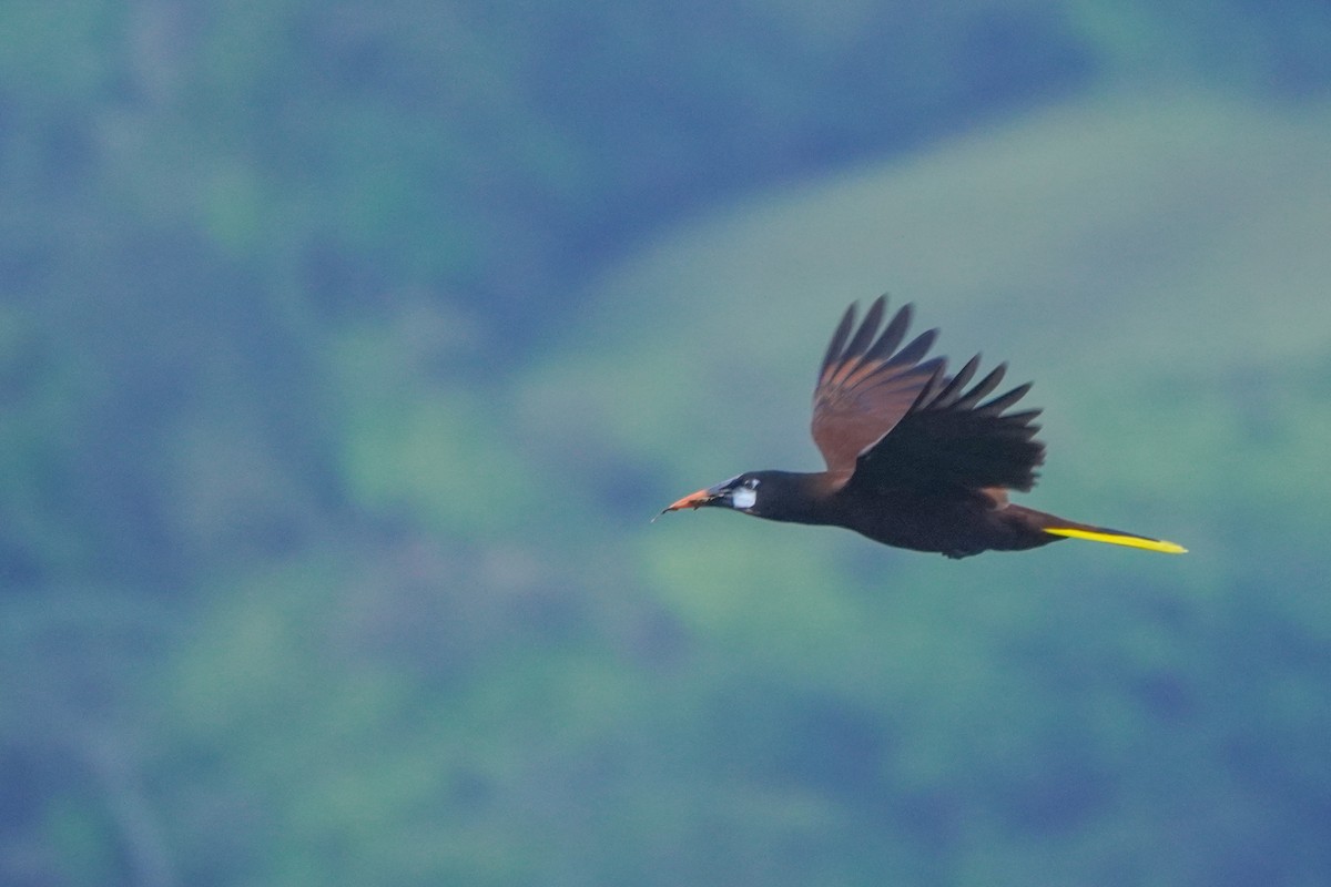 Montezuma Oropendola - ML646812820