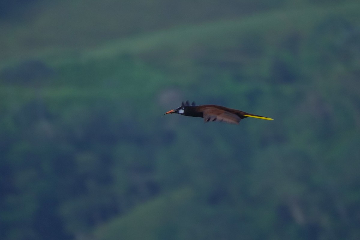 Montezuma Oropendola - ML646812821