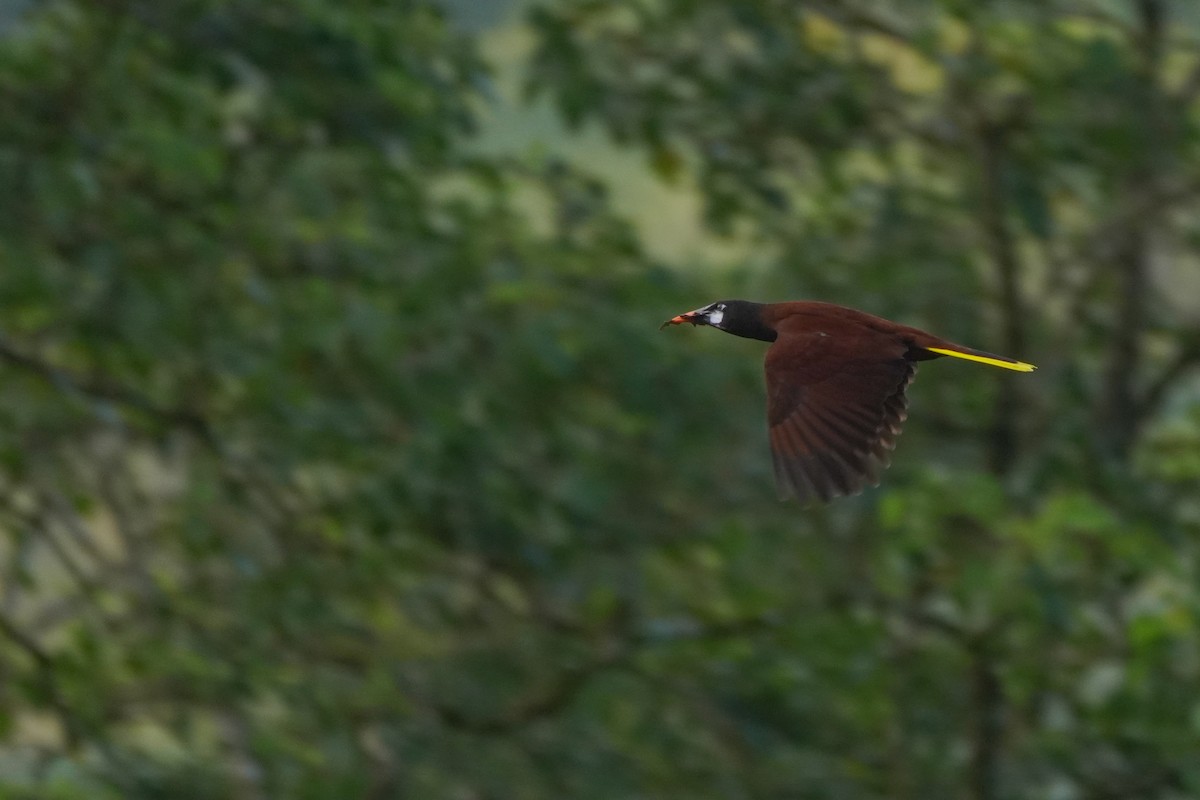 Montezuma Oropendola - ML646812822