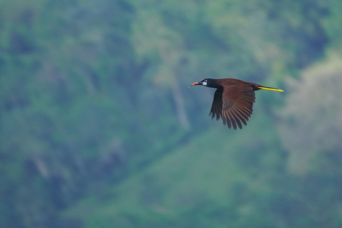 Montezuma Oropendola - ML646812823