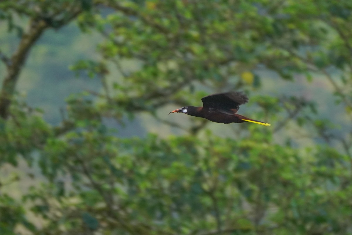 Montezuma Oropendola - ML646812824