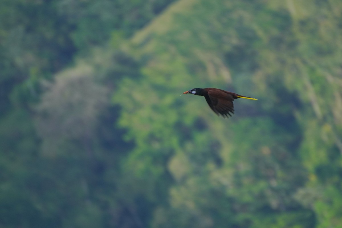 Montezuma Oropendola - ML646812825