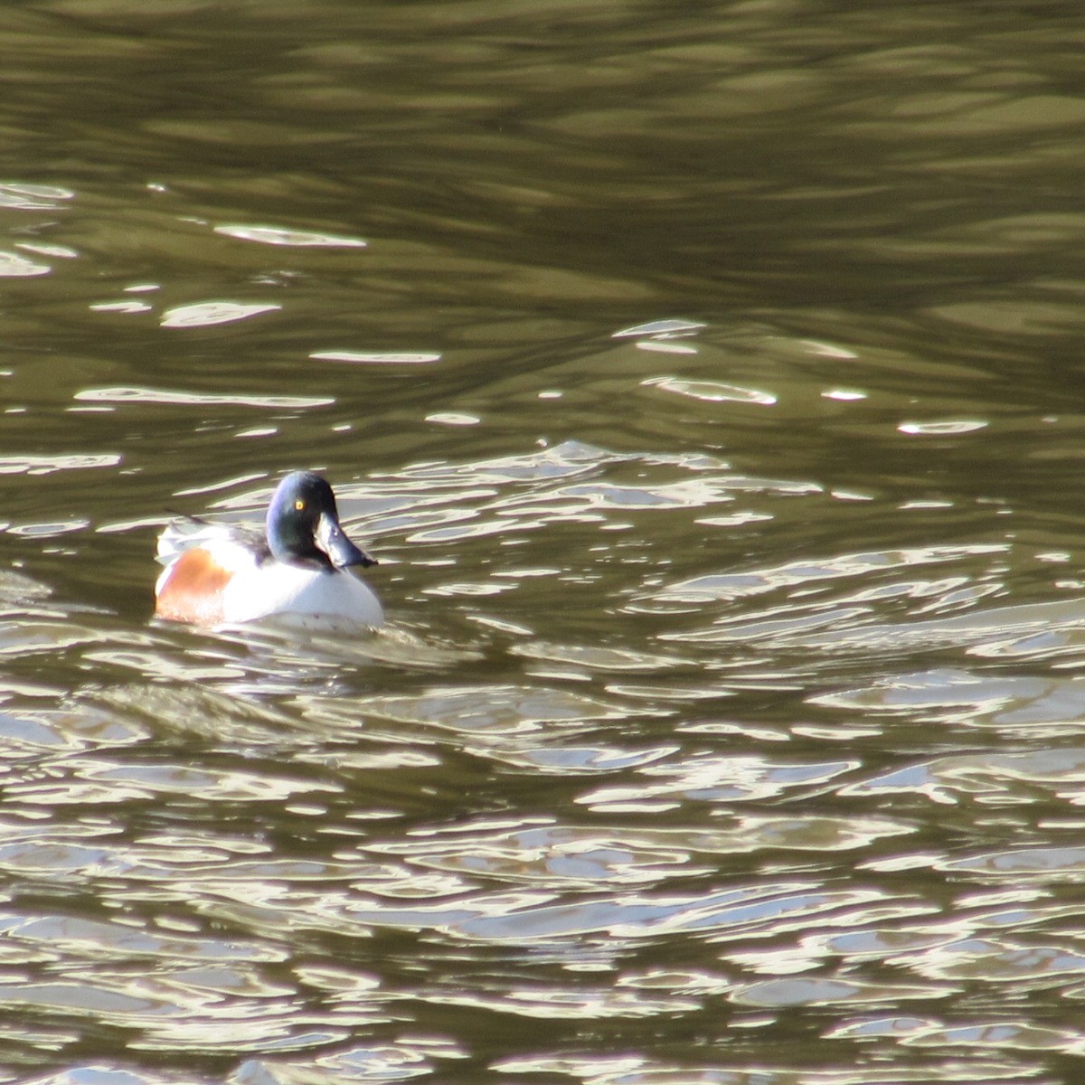 Широконіска північна - ML646812830