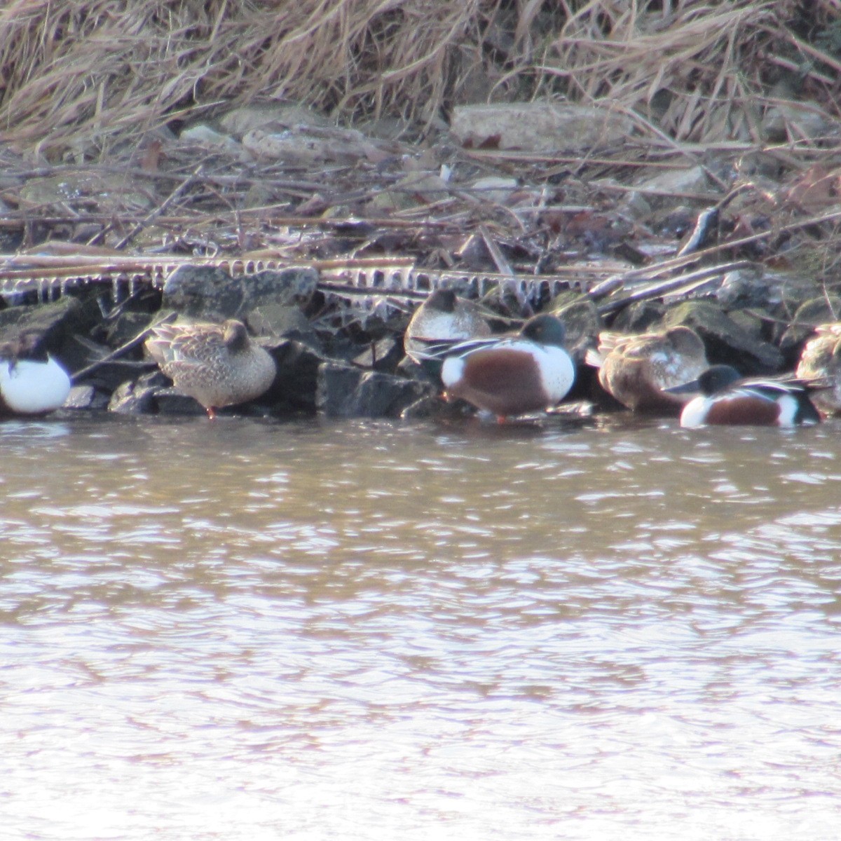 Широконіска північна - ML646812831