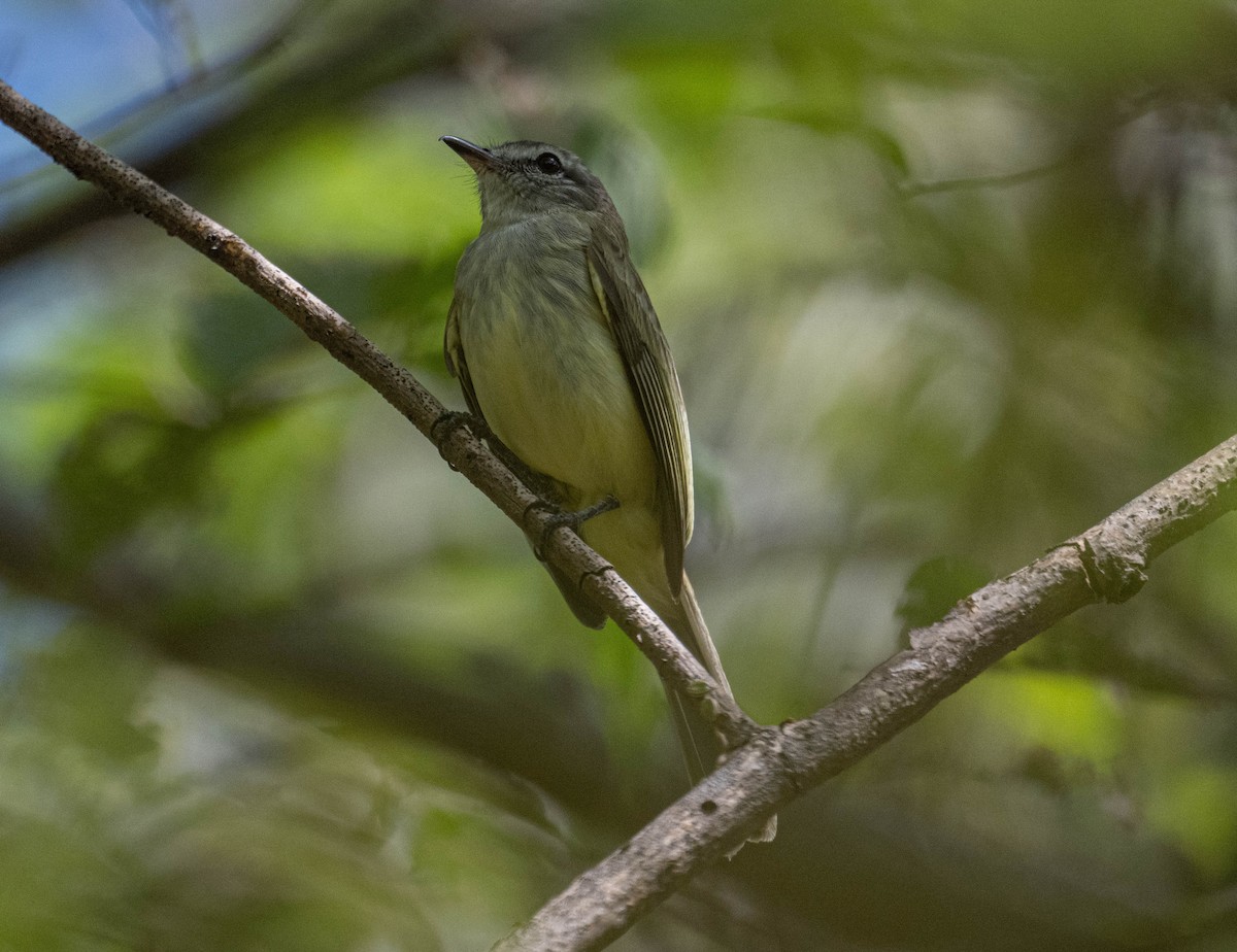 Greenish Elaenia - ML646812832