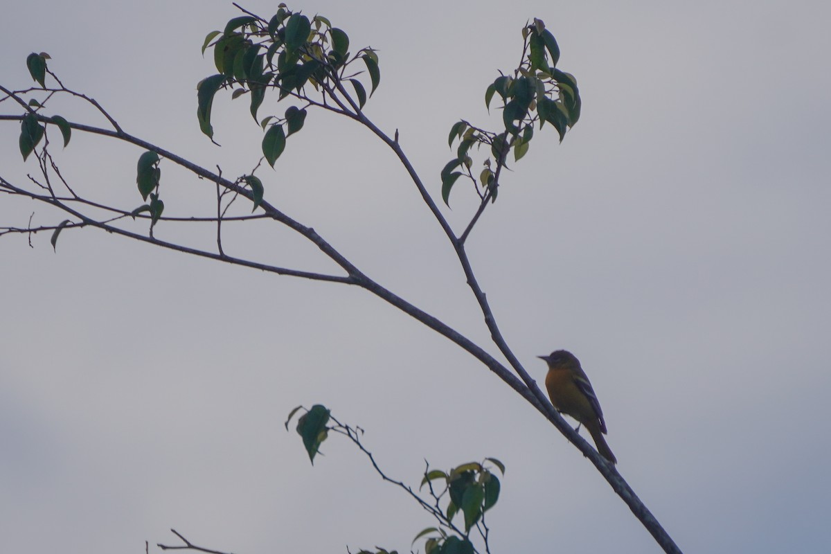 Baltimore Oriole - ML646812833
