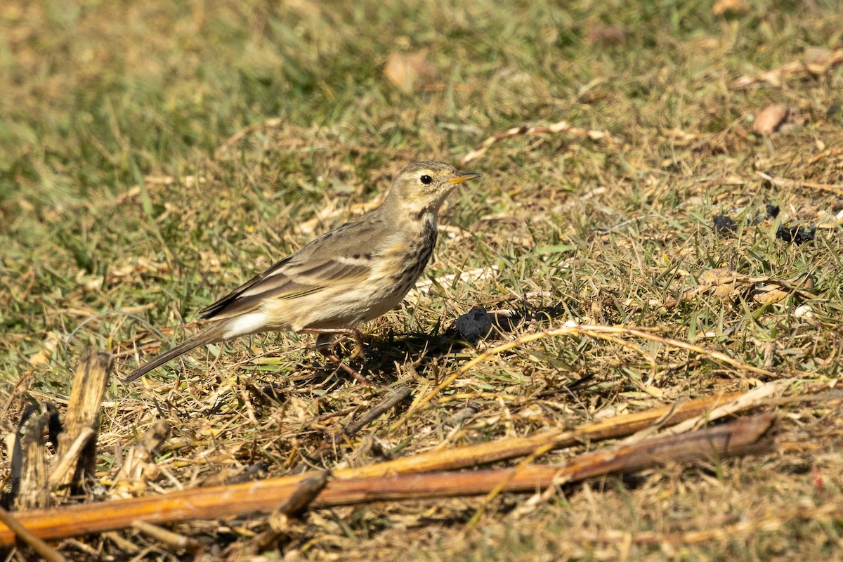 Щеврик американський - ML646812834