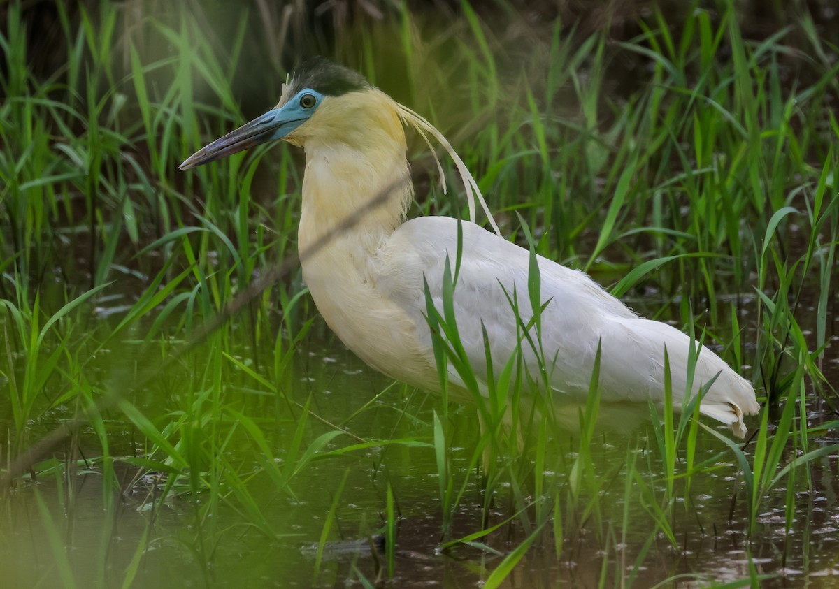 Capped Heron - ML646812835