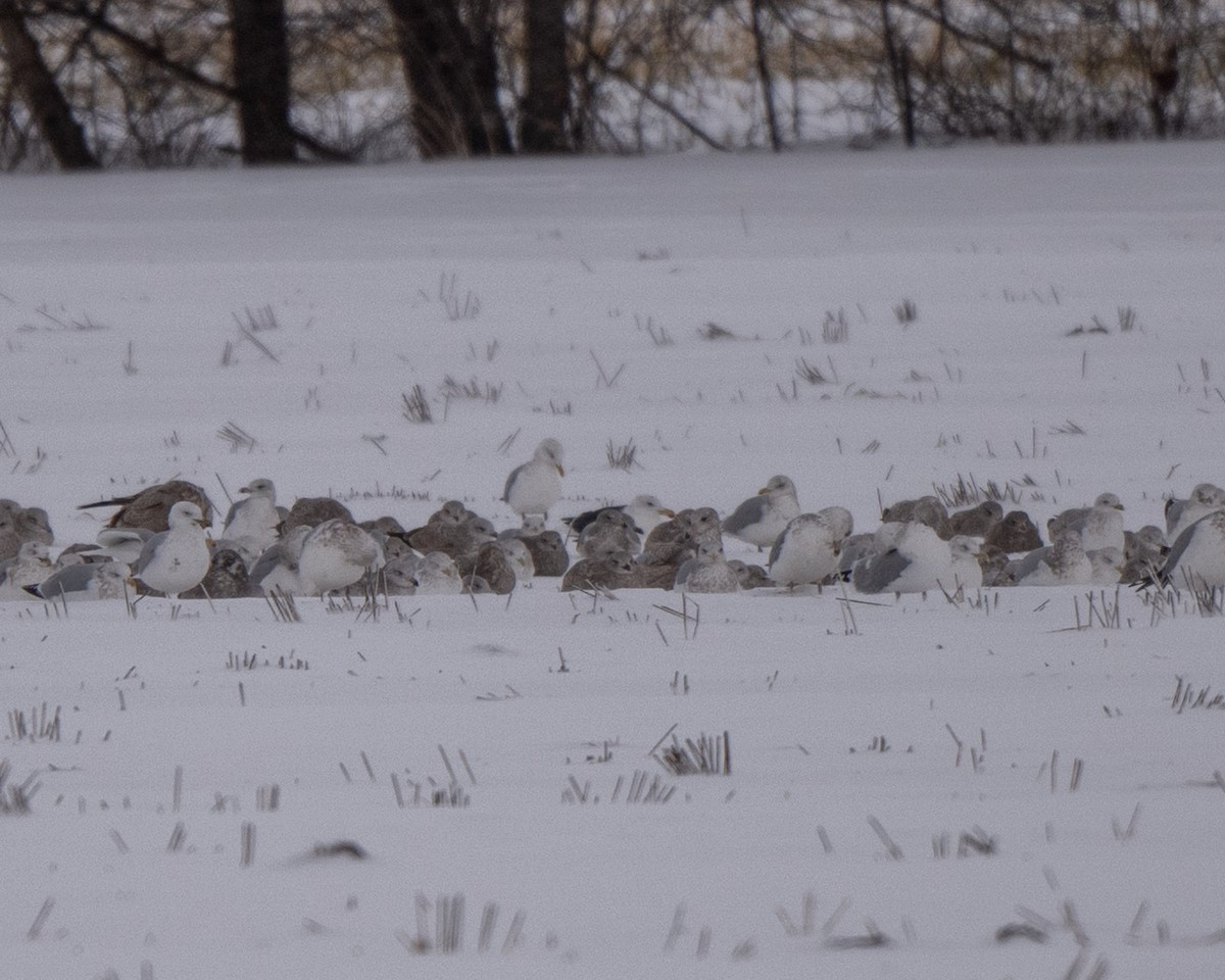שחף ימי - ML646812840