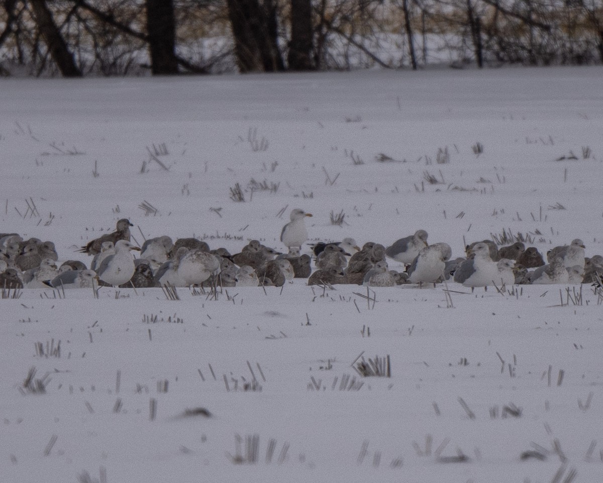 שחף ימי - ML646812841