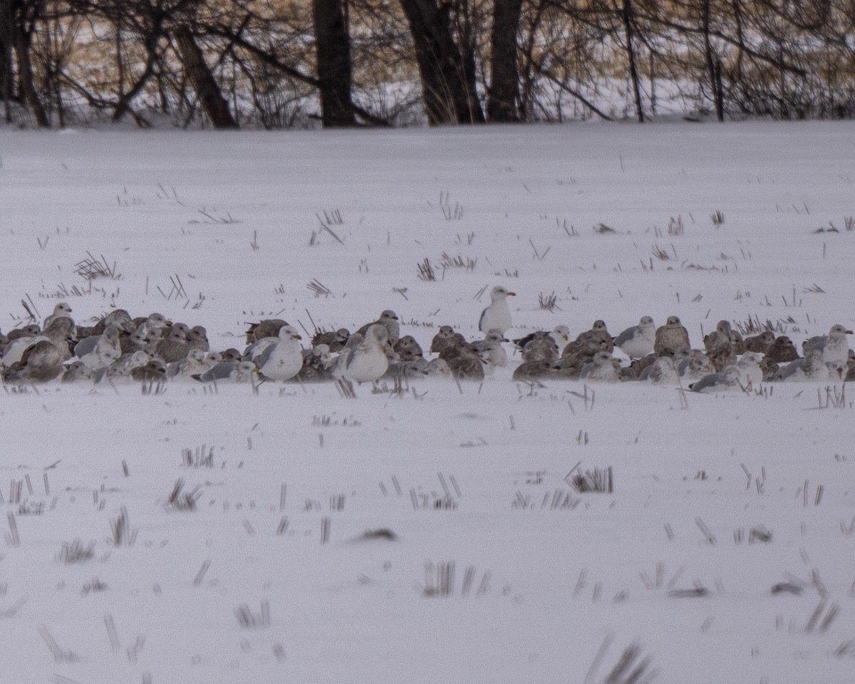 שחף ימי - ML646812842