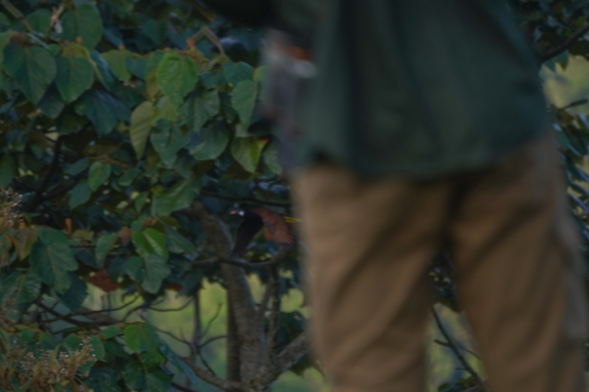 Montezuma Oropendola - ML646812843