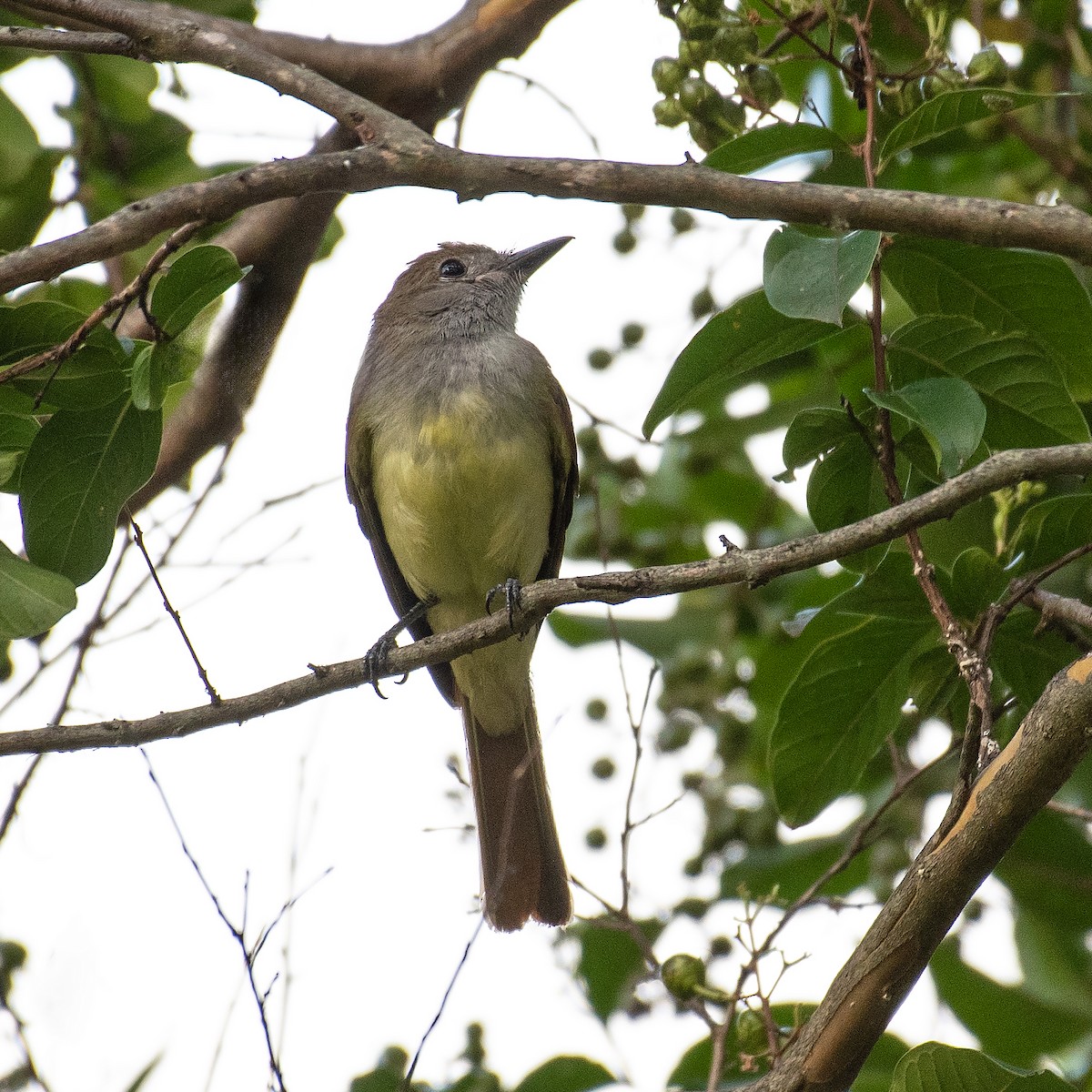 Sarı Karınlı Sinekkapan - ML646812845