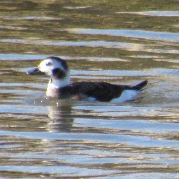 Морянка - ML646812846