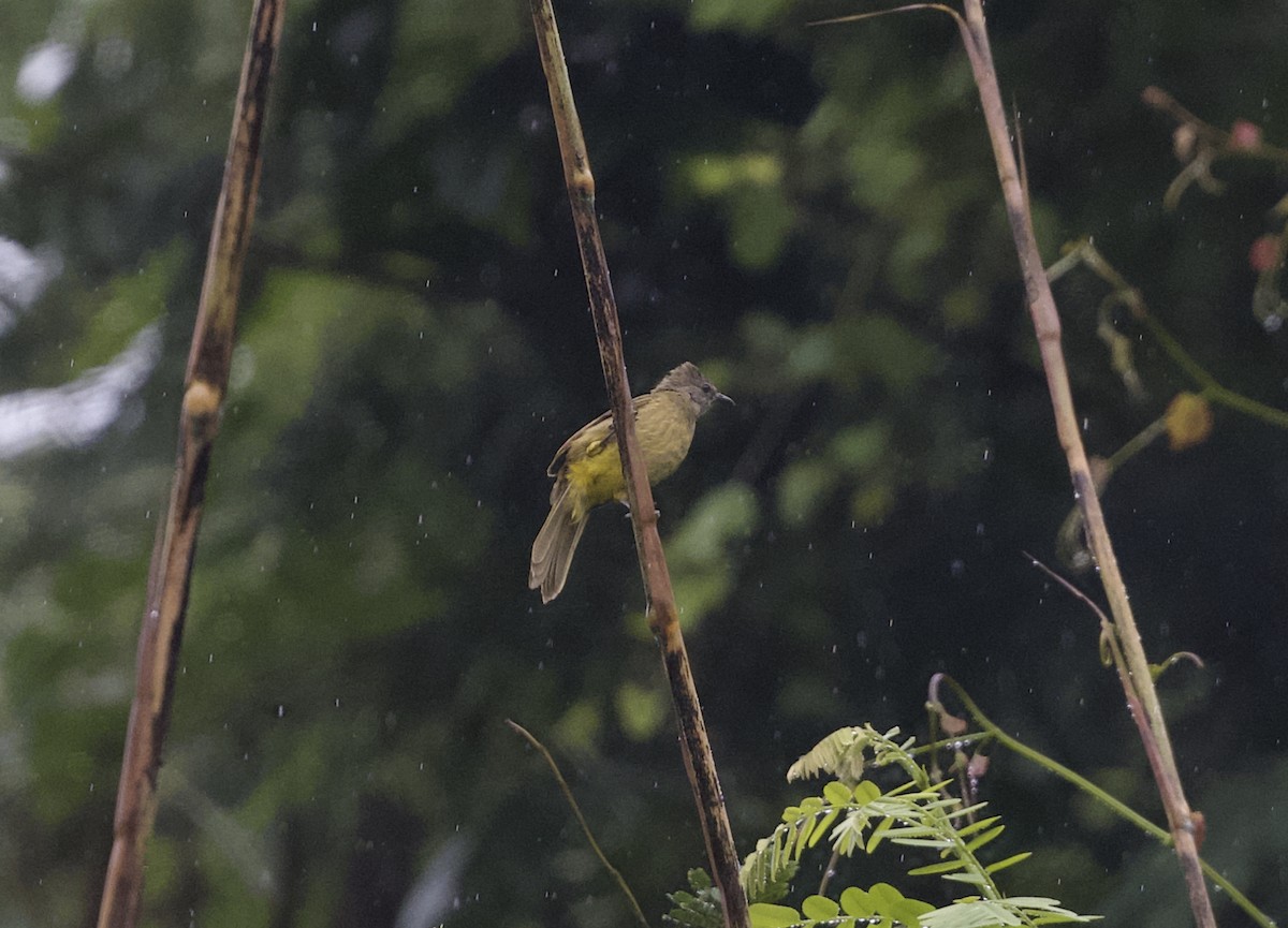 Flavescent Bulbul - ML646812847