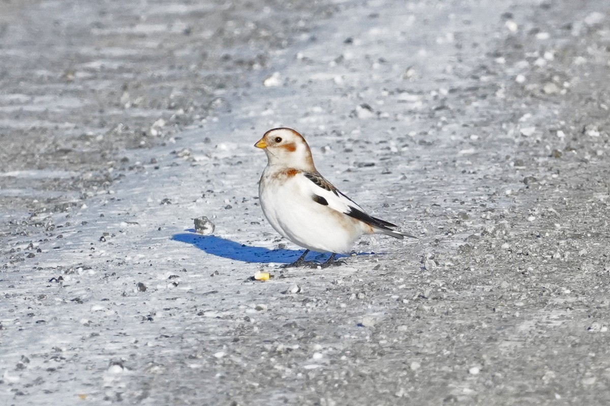 Elur-berdantza - ML646812848