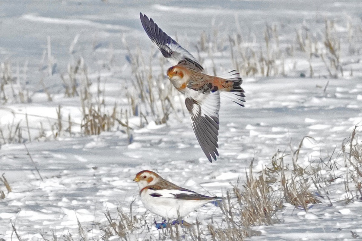 Elur-berdantza - ML646812849