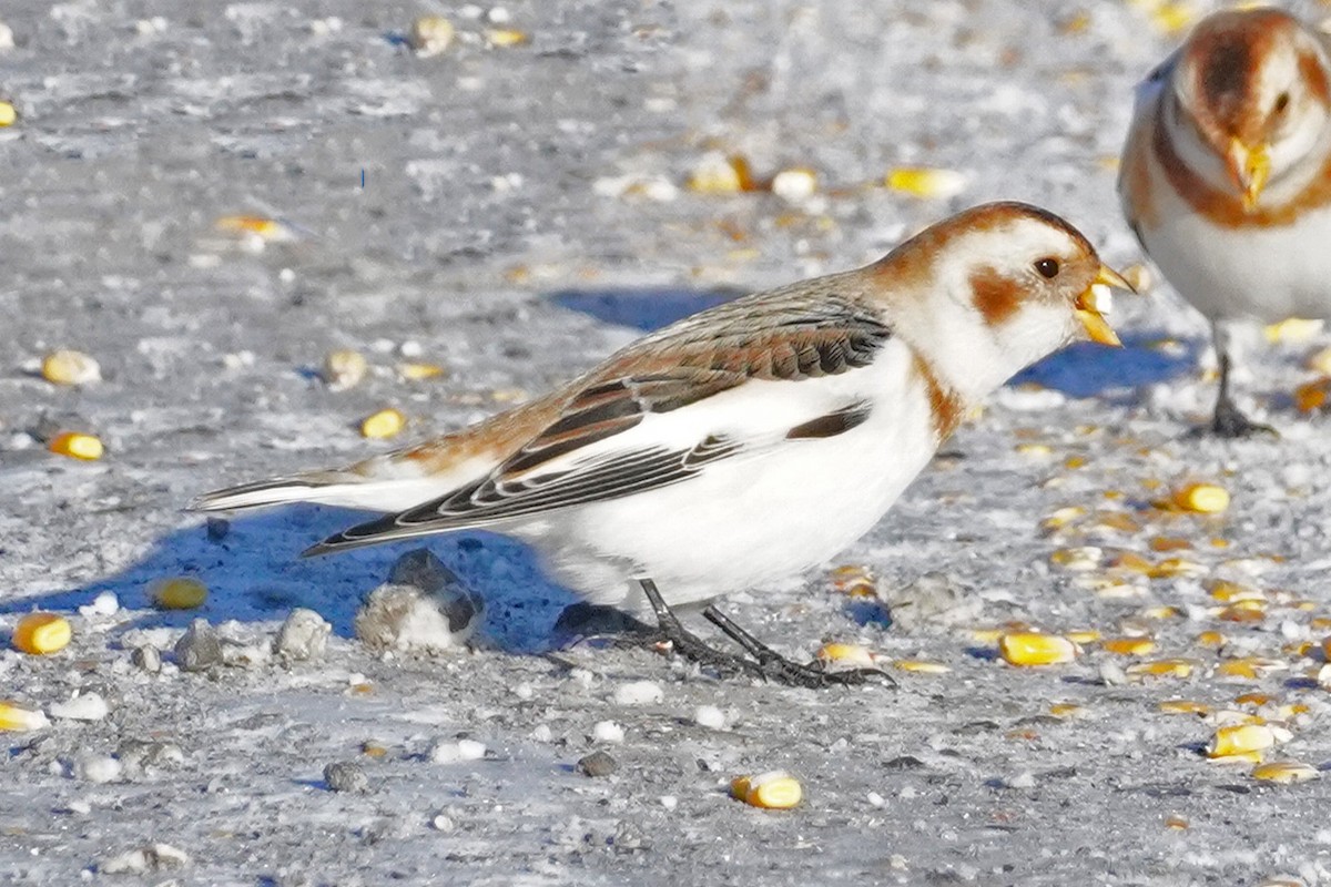 Elur-berdantza - ML646812851