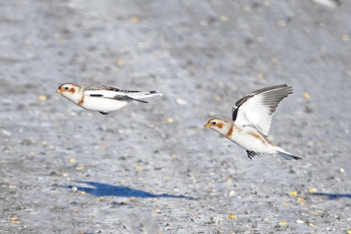 Elur-berdantza - ML646812852