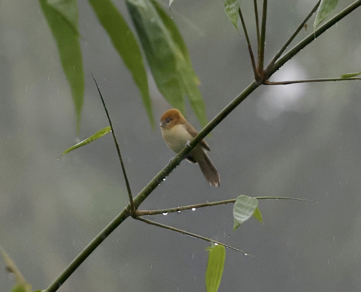 Pale-billed Parrotbill - ML646812859