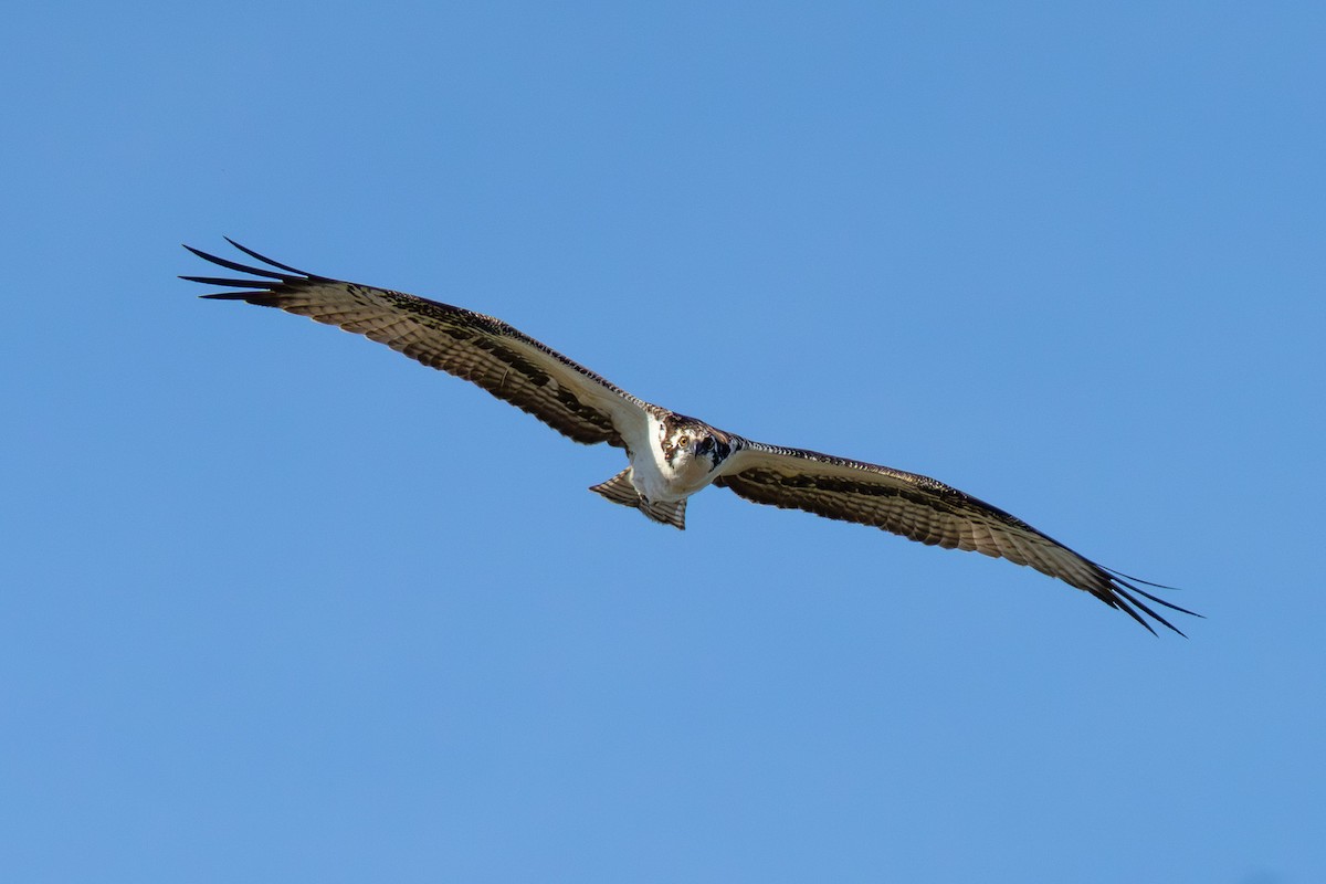 Скопа західна - ML646812860