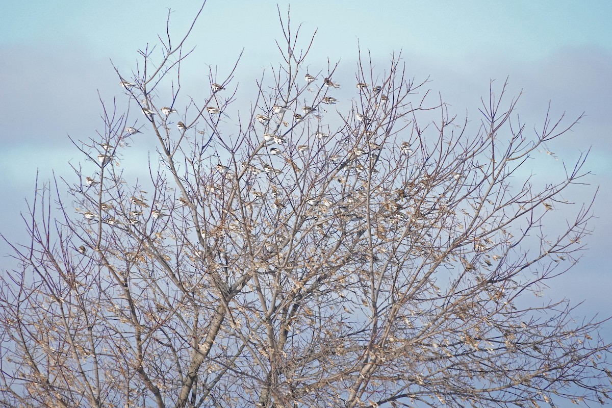 Elur-berdantza - ML646812861