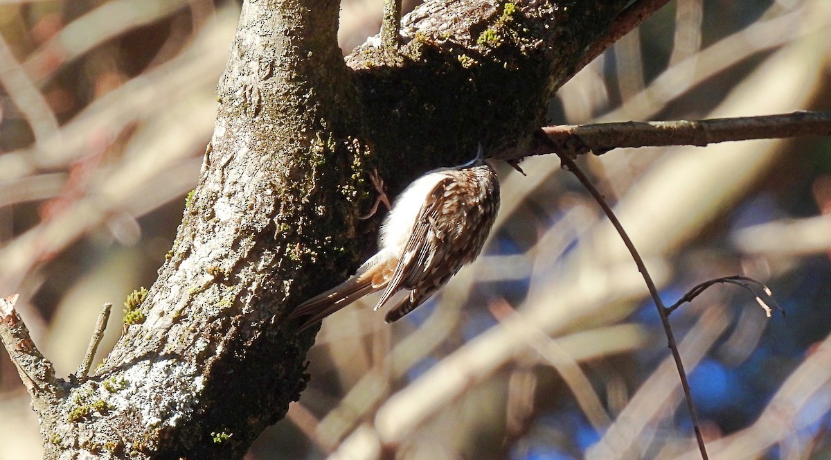 Brown Creeper - ML646812862