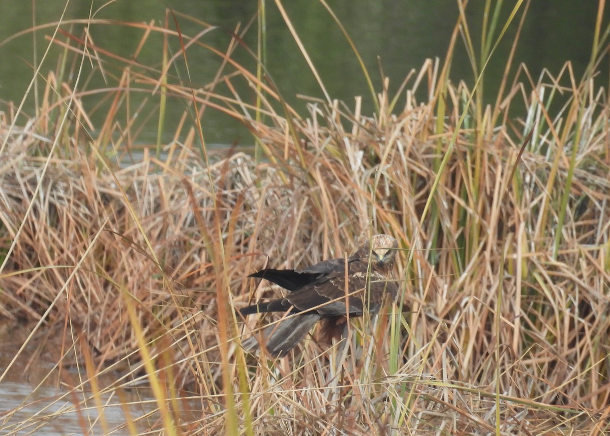 זרון סוף - ML646812863