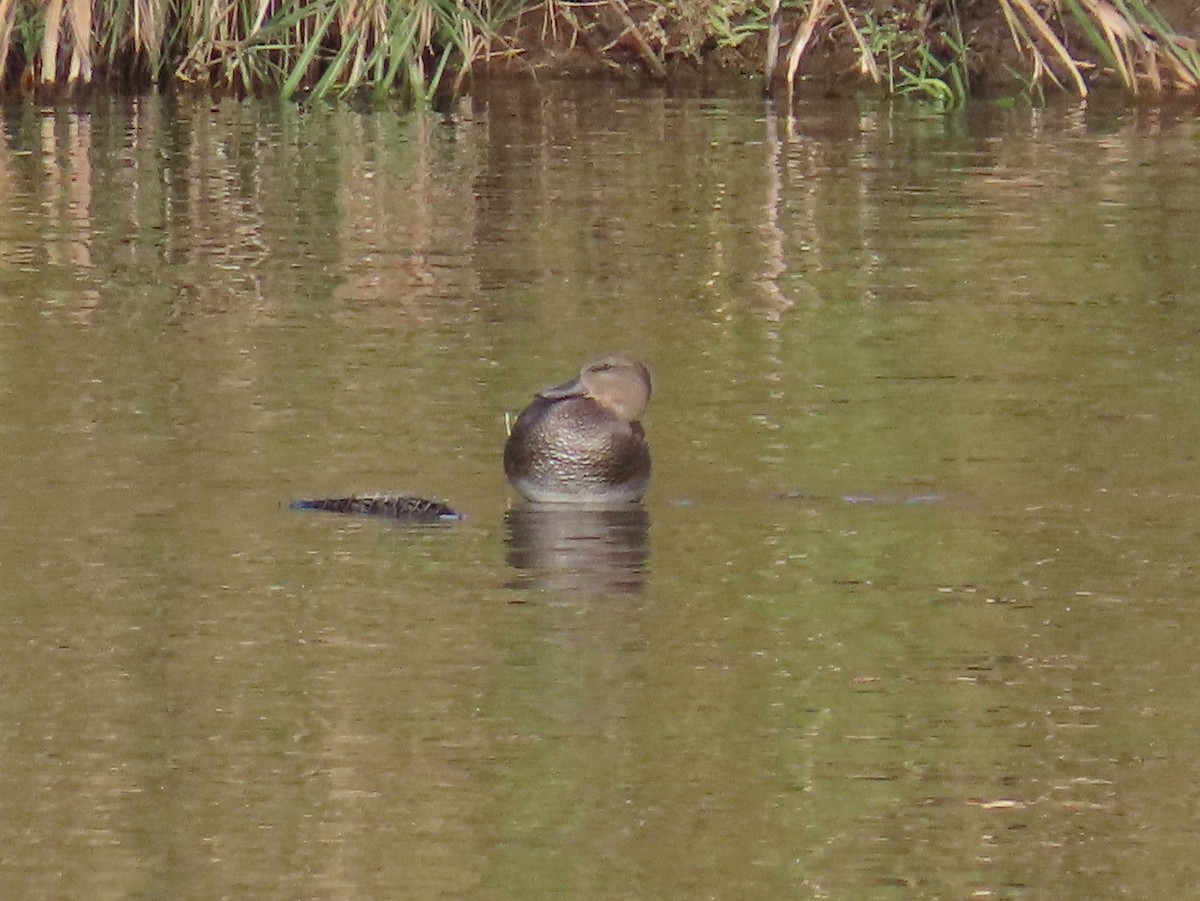 Чирянка мала - ML646812864