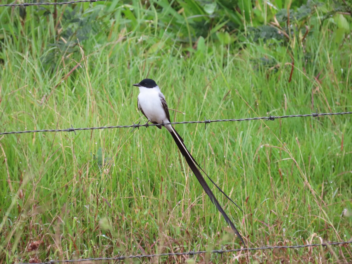 Fork-tailed Flycatcher - ML646812866