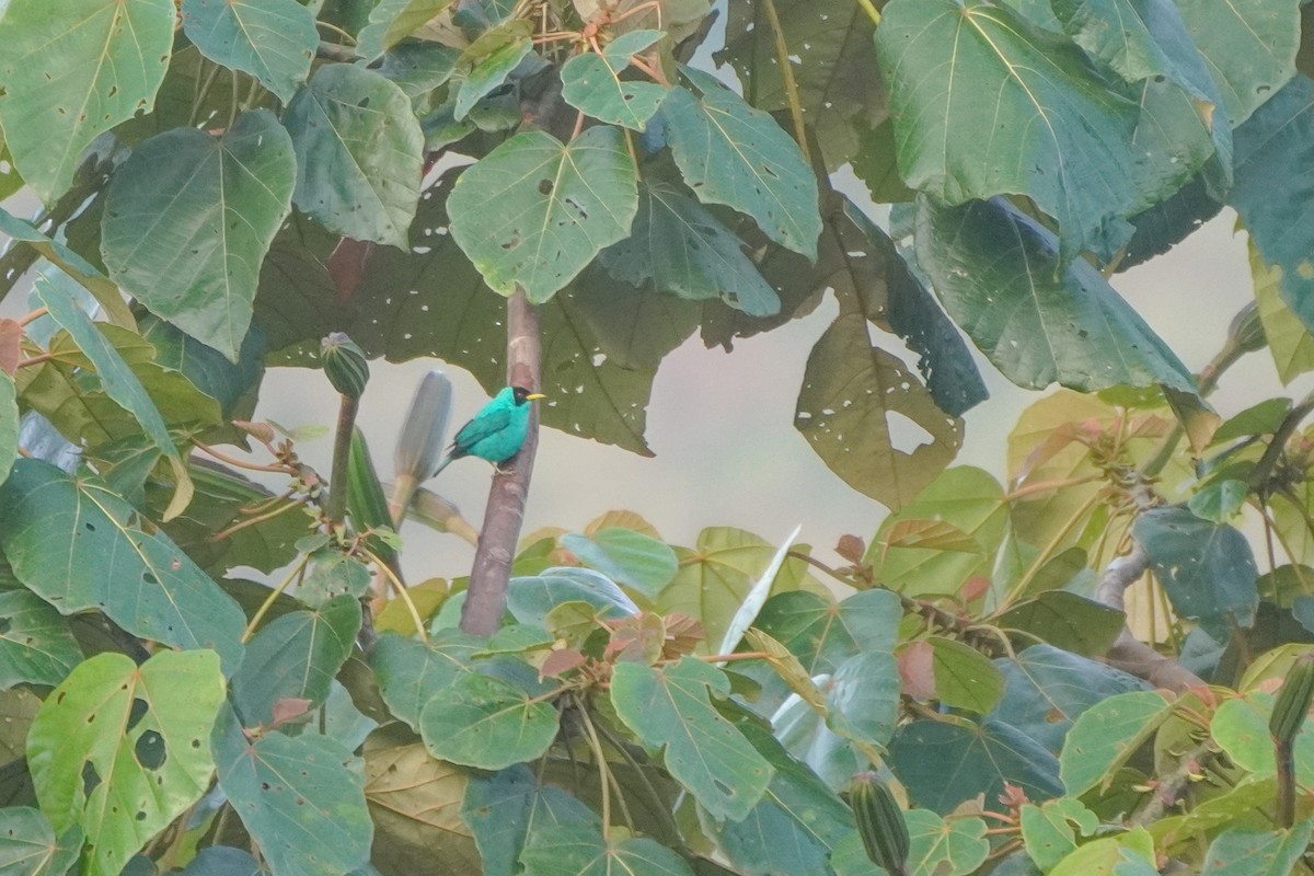 Mielerito Verde - ML646812867