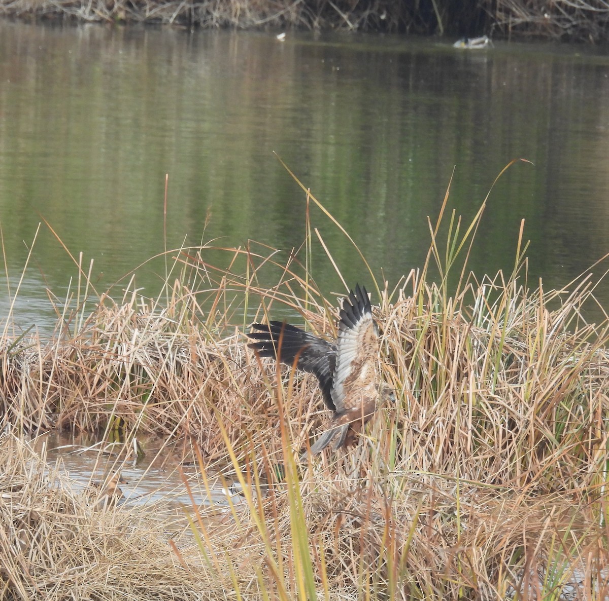 זרון סוף - ML646812868