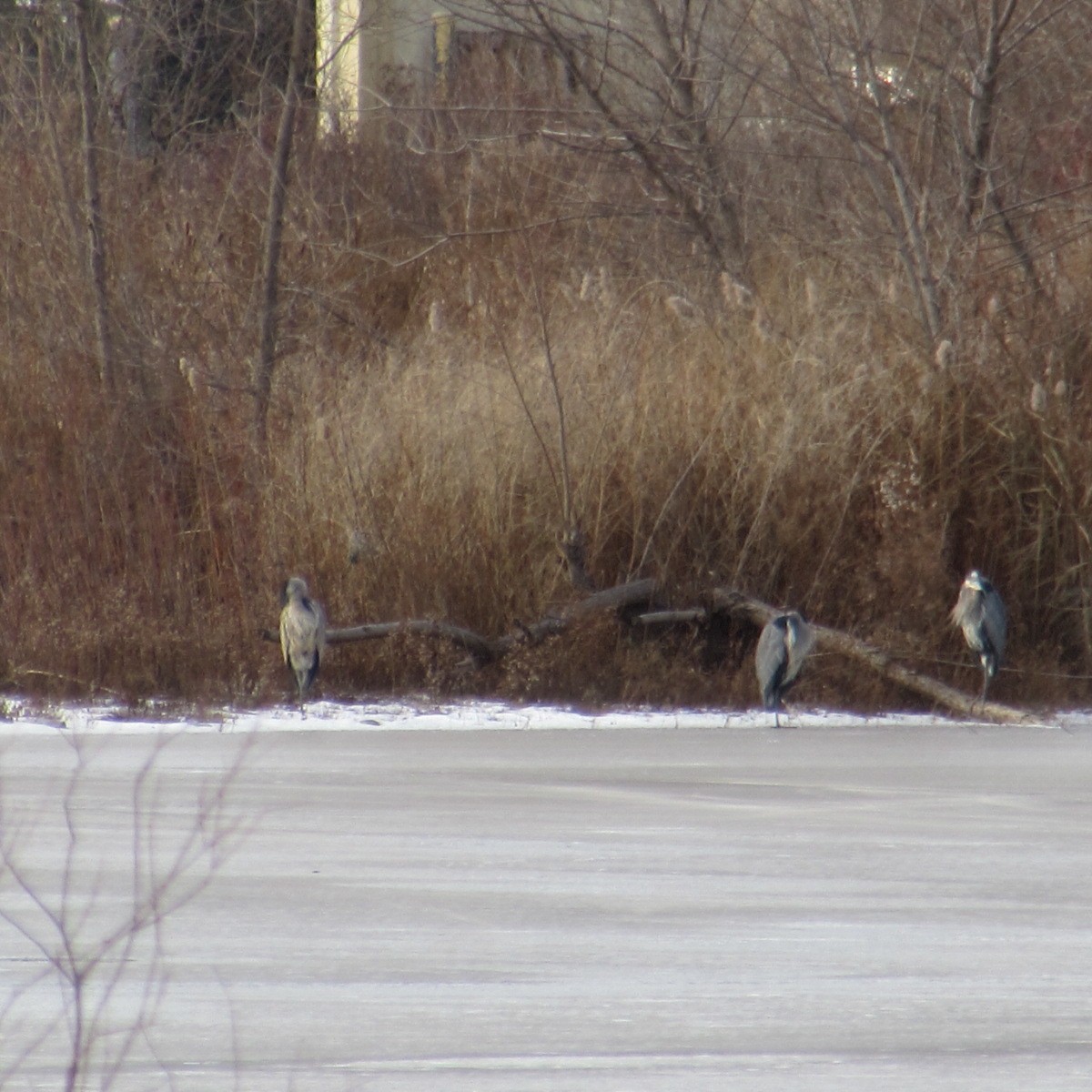 Чапля північна - ML646812871