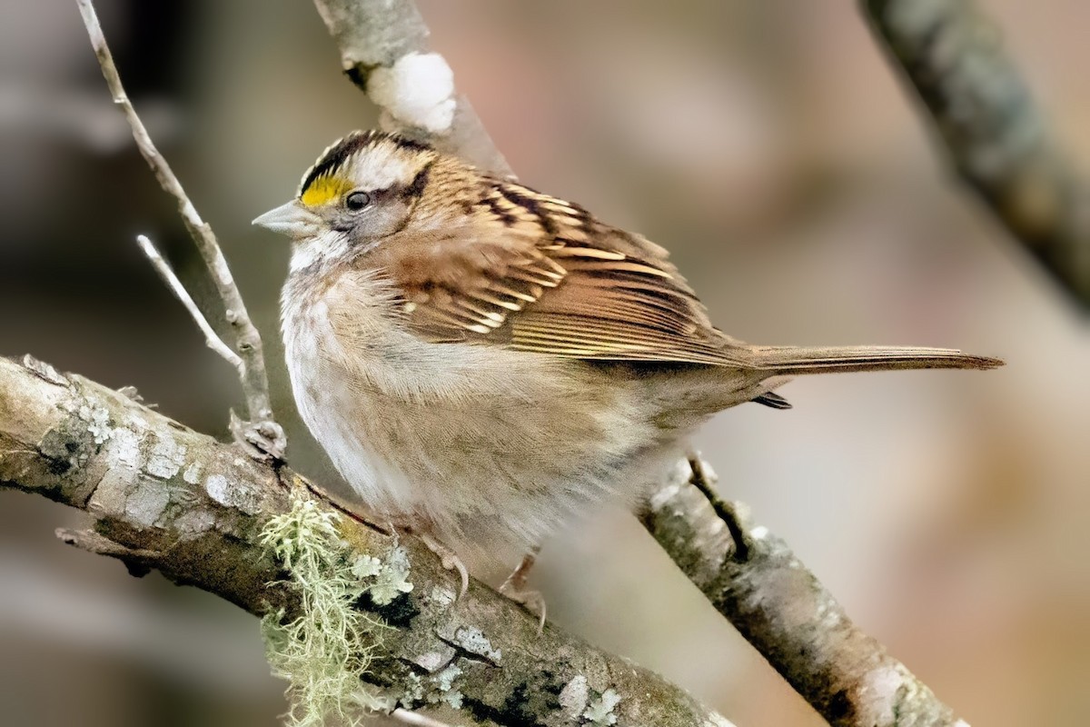 Белогорлая зонотрихия - ML646812872