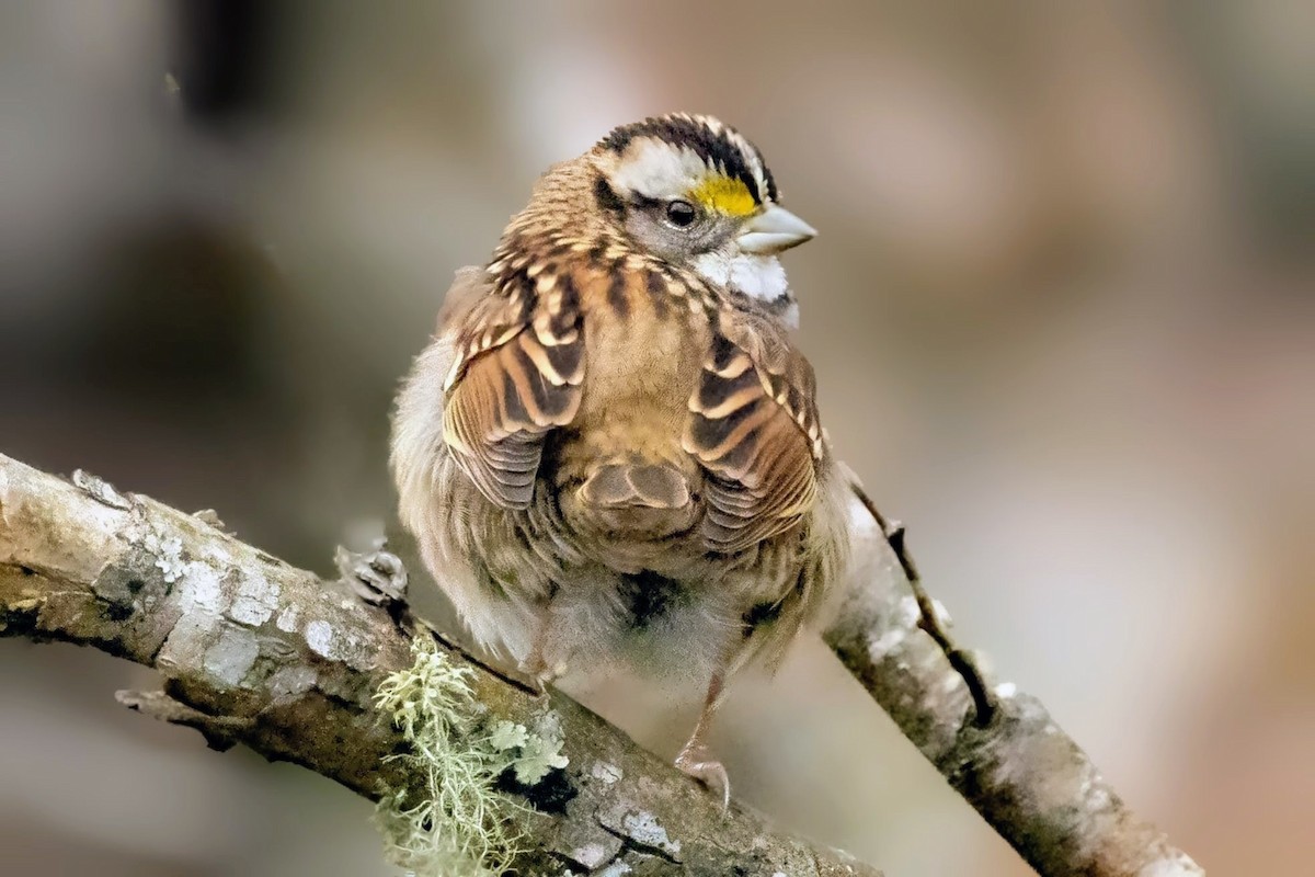 Белогорлая зонотрихия - ML646812873