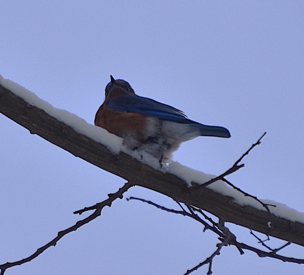 Eastern Bluebird - ML646812874