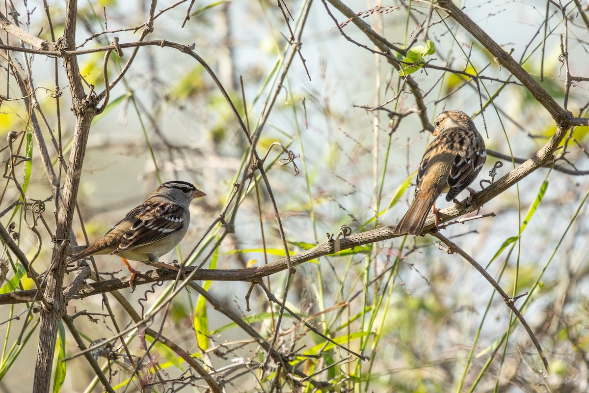 Бруант білобровий - ML646812875